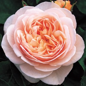 MORS Wedding Juliet Rose